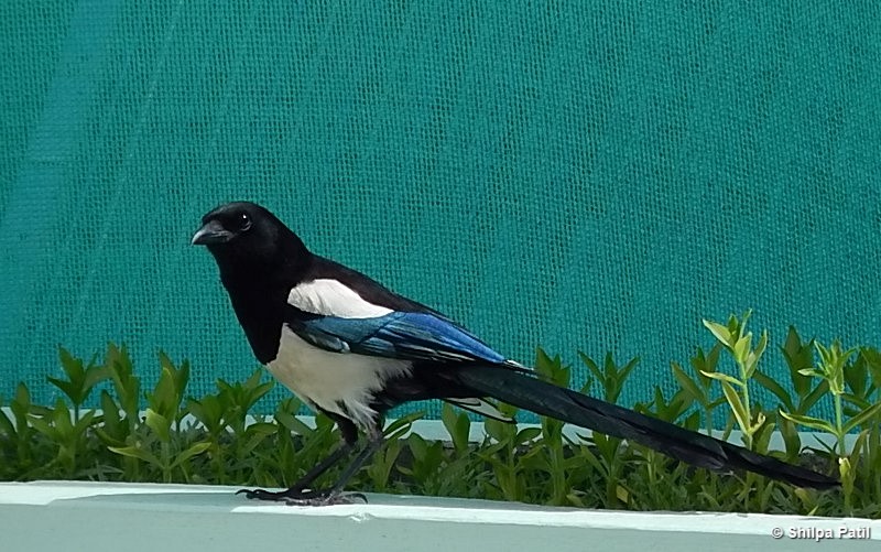 Eurasian Magpie